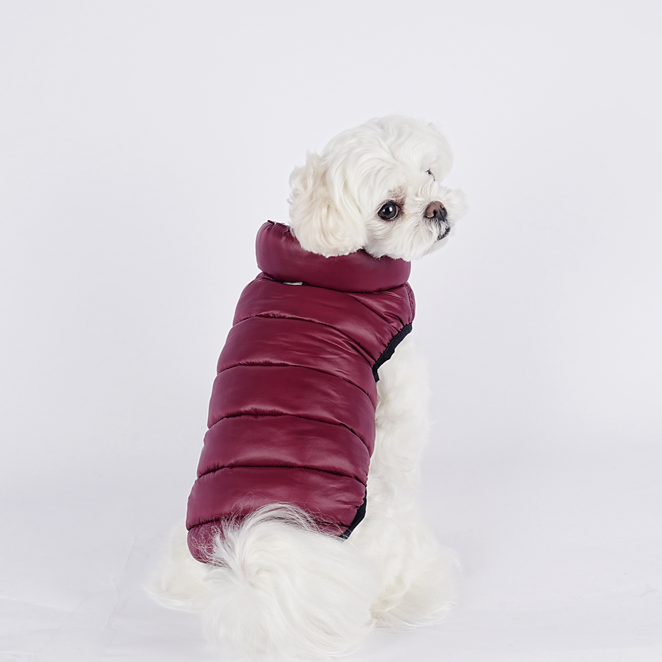 Parka perro acolchada Cloud