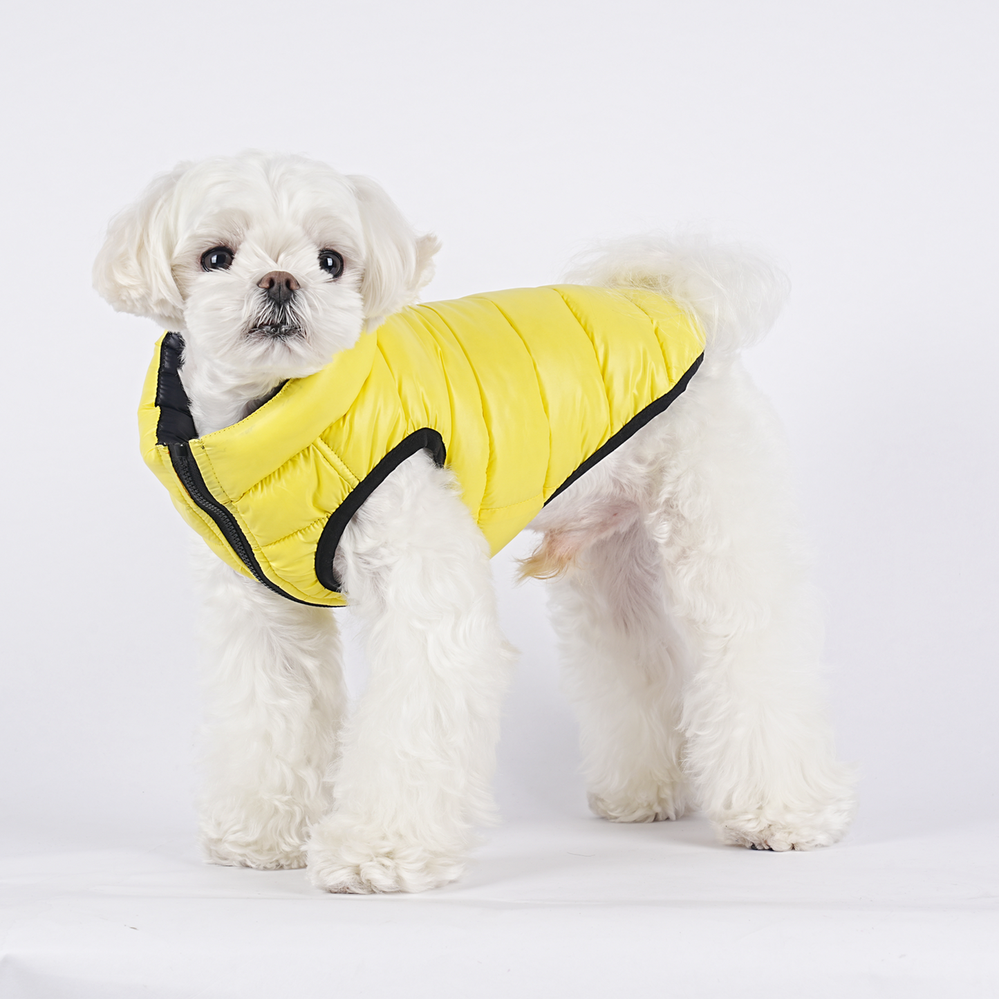 Parka perro acolchada Cloud