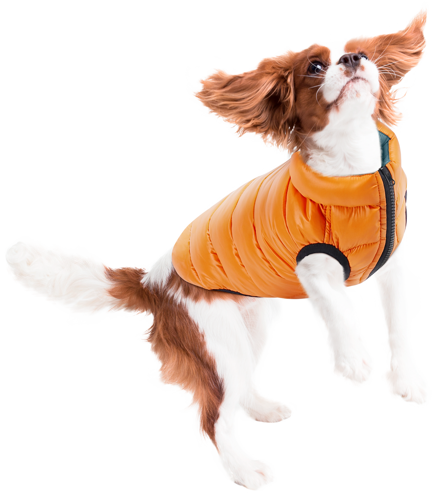 Parka perro acolchada Cloud