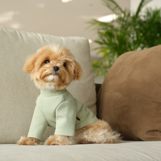 Polera perro Love Biscuit